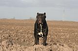 CANE CORSO 1391
